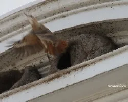 Furnarius rufus