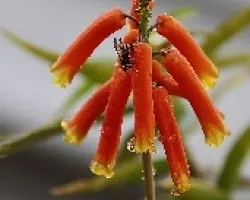 Aloe