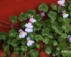 Cymbalaria muralis