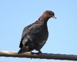 Paloma