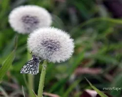 Mariposa