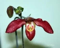 Orquidea