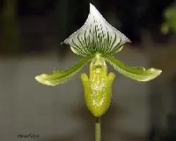 Orquidea
