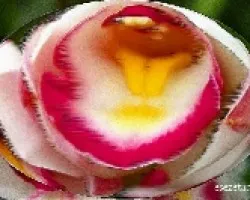 Orquidea