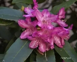 Rhododendron