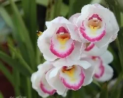 Cymbidium