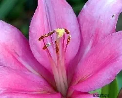 Estambres