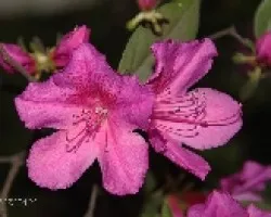 Azalea