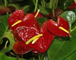 Anthurium