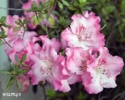 Azalea