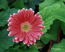 Gerbera