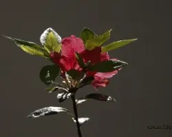 Azalea