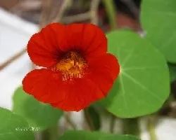Tropaeolum majus