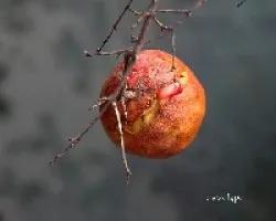 Granada - Punica granatum