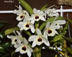 Dendrobium nobile