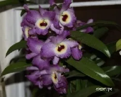 Dendrobium nobile