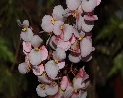 Begonia Cleopatra
