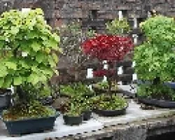 Algunos de mis bonsai!!!!
