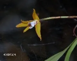 Maxillaria picta