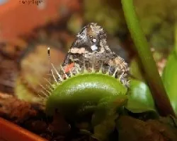 Dionaea muscipula 