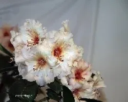 Rhododendron