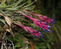 Tillandsia aeranthos 