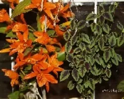 Hojas versus orquideas