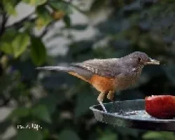 Turdus rufiventris