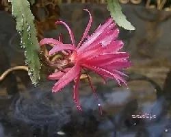 Epiphyllum oxypetalum