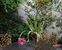 Epiphyllum oxypetalum