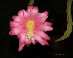 Epiphyllum oxypetalum