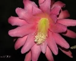 Epiphyllum oxypetalum