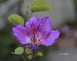 Bauhunia purpurea