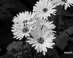 Gerberas