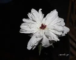Paeonia suffruticosa