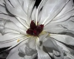 Paeonia suffruticosa