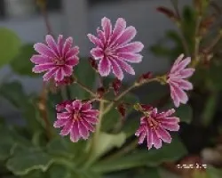 Lewisia discolor