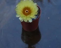 Parodia sp