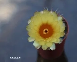 Parodia sp