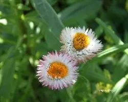 Coquetas