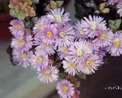 Oscularia deltoide
