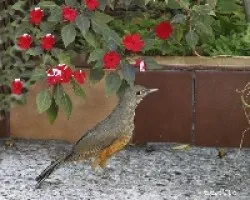 Todos en mi patio!!!