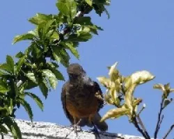 Con una pluma en el pico!!
