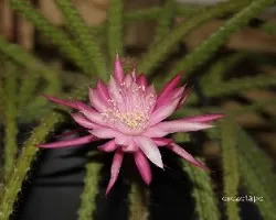 Aporocactus flagelliformis