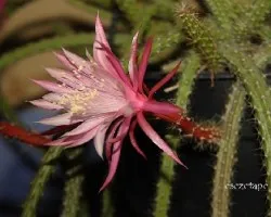 Aporocactus flagelliformis