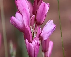 Ixia sp
