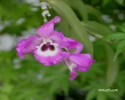Dendrobium nobile