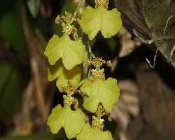 Oncidium sp