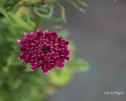 Cephalaria gigantea