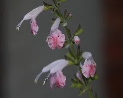 Salvia sp